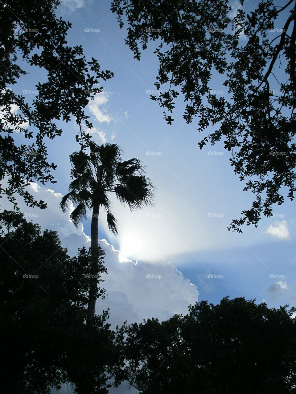 Sunbeam and palm tree. Sunbeam shining from storm cloud beyond palm tree silhouette