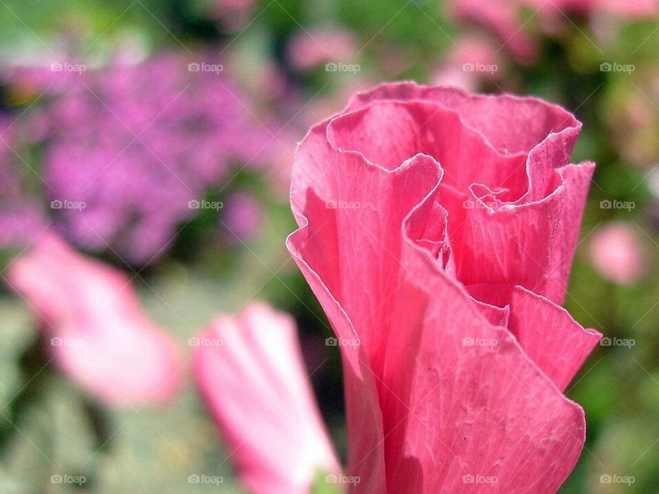 Flowers in a field