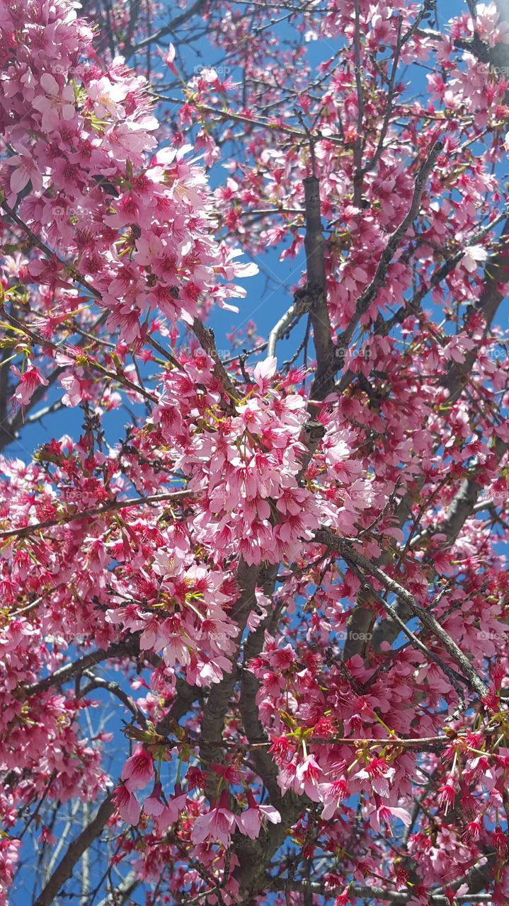 Low angle view of a cherry blossom tree