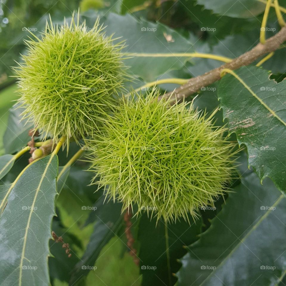 Sweet Chestnut