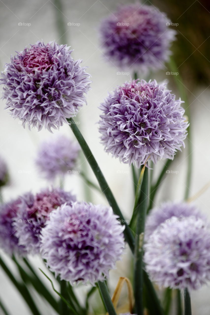 chives stay on the terrace with they purple blossom
