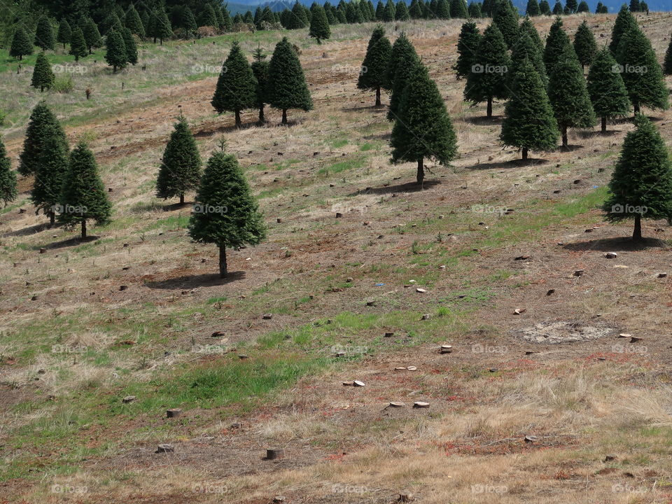 Perfectly shaped trees growing on a hill at a Christmas Tree Farm in Western Oregon during the spring. 