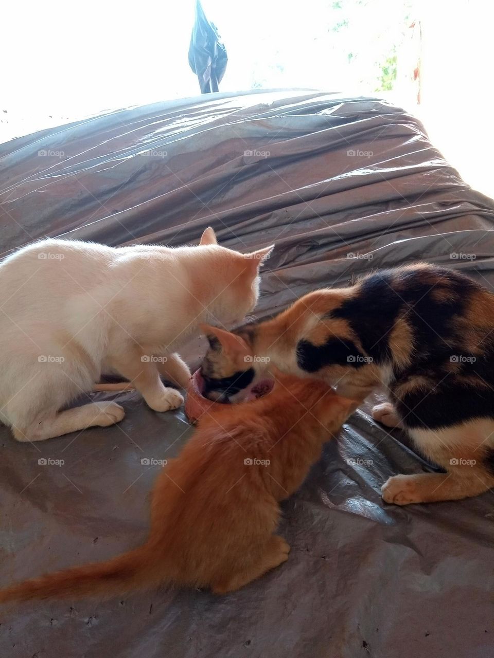 Editors'Choice Photo of the week gatinhos comendo