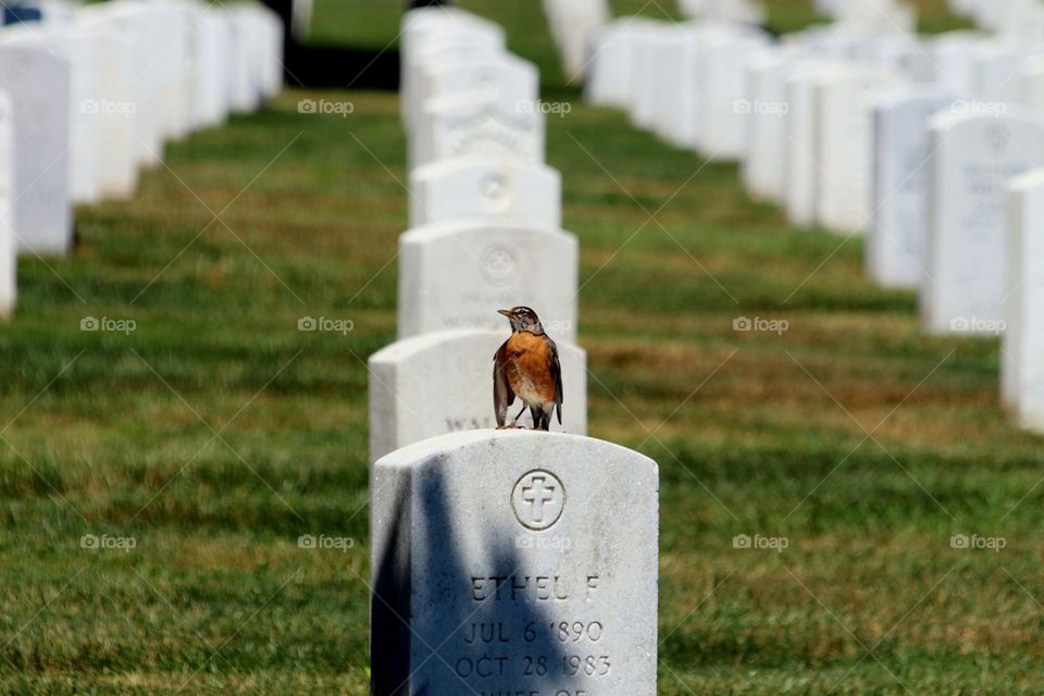 Solitude at Arlington 