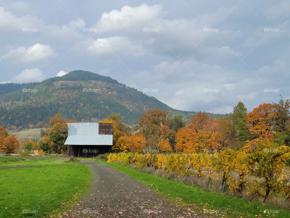 Fall in the vineyard