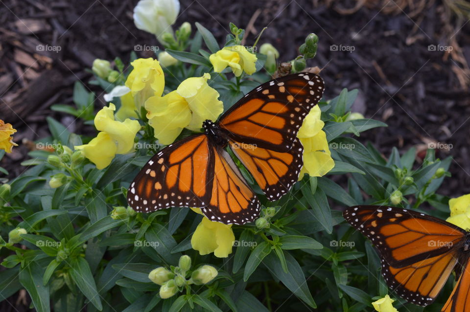 Beautiful Butterflies 