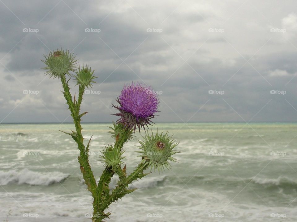 Flower on the sea background