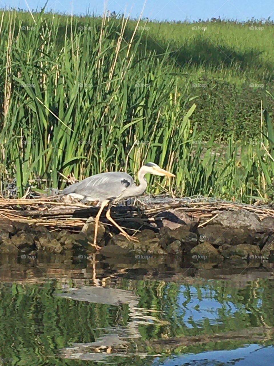 Heron at the Brielse lake in the Netherlands