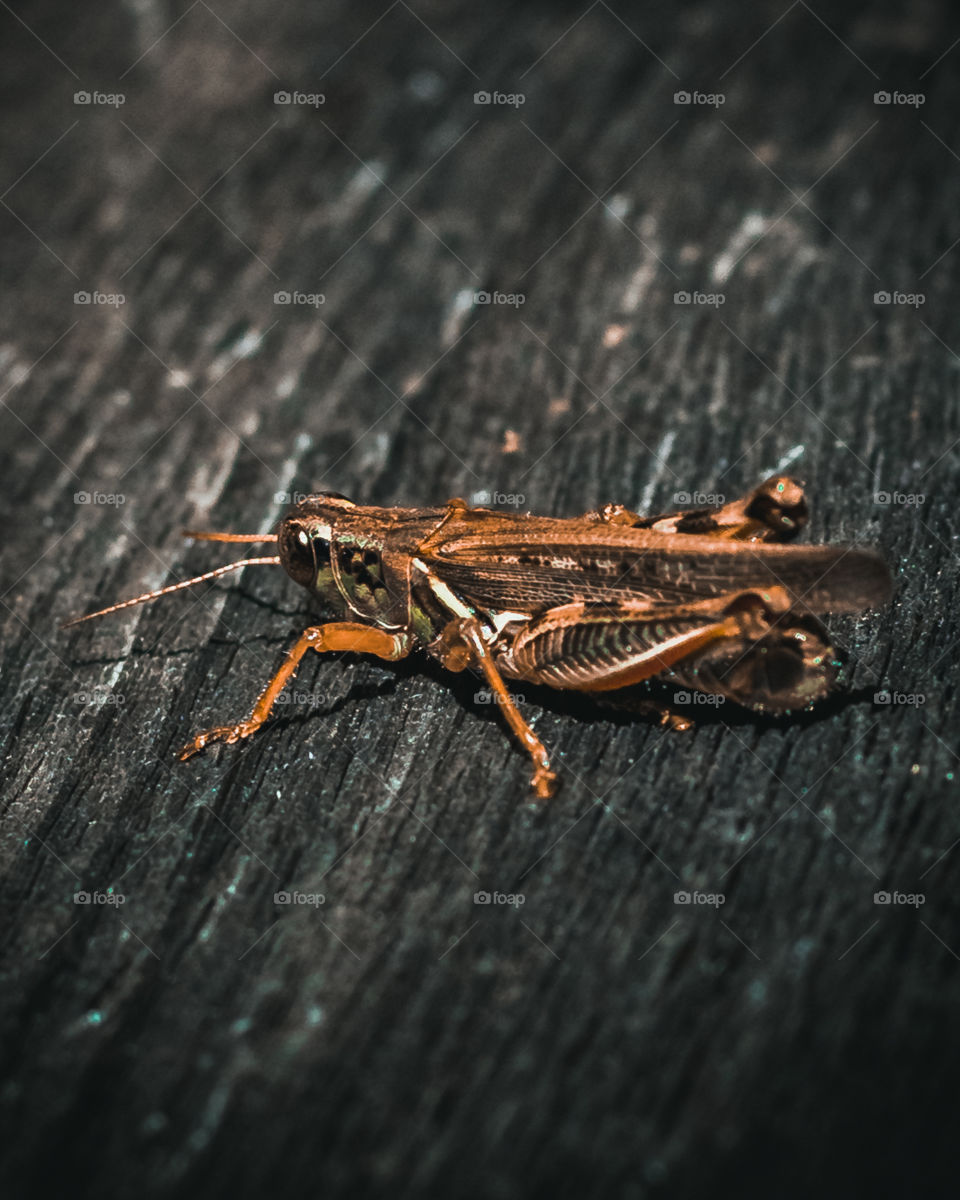 Grasshopper
