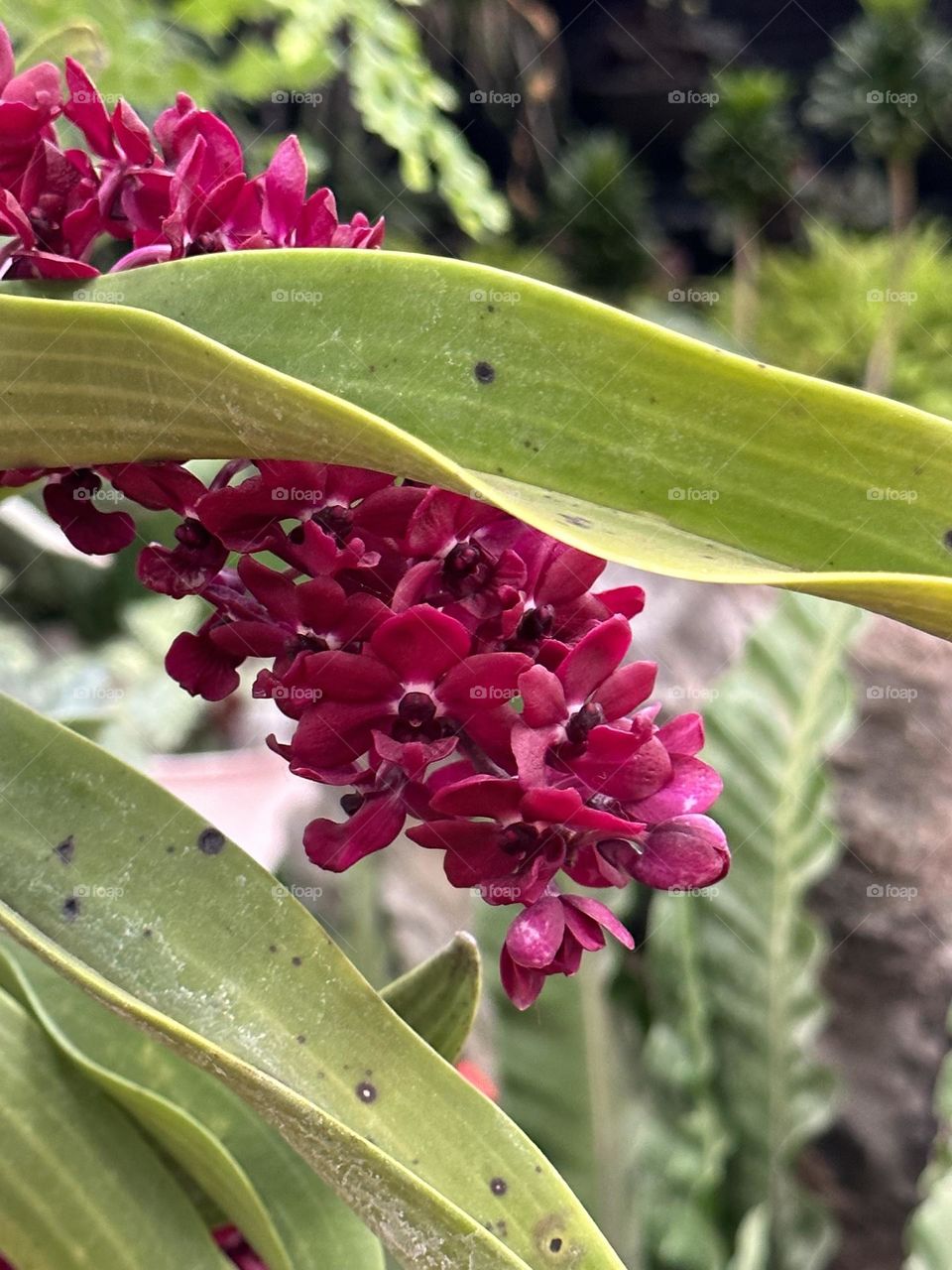 Mobile series: plants -- pink flowers and leaves