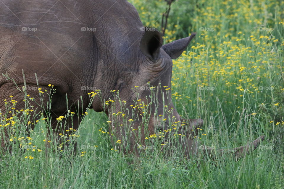 Rhino in the flowers