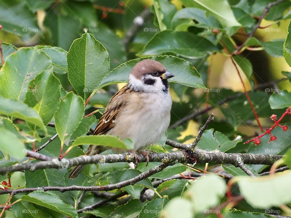 Sparrow