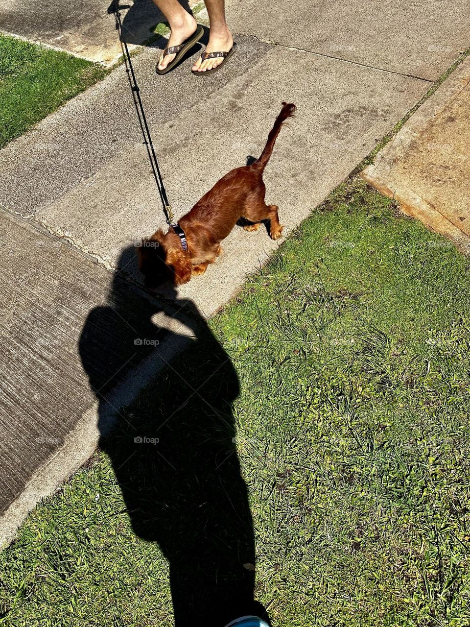 Cocker spaniel mix on leash held by man in sandals on sidewalk intersected by shadow of photographer 