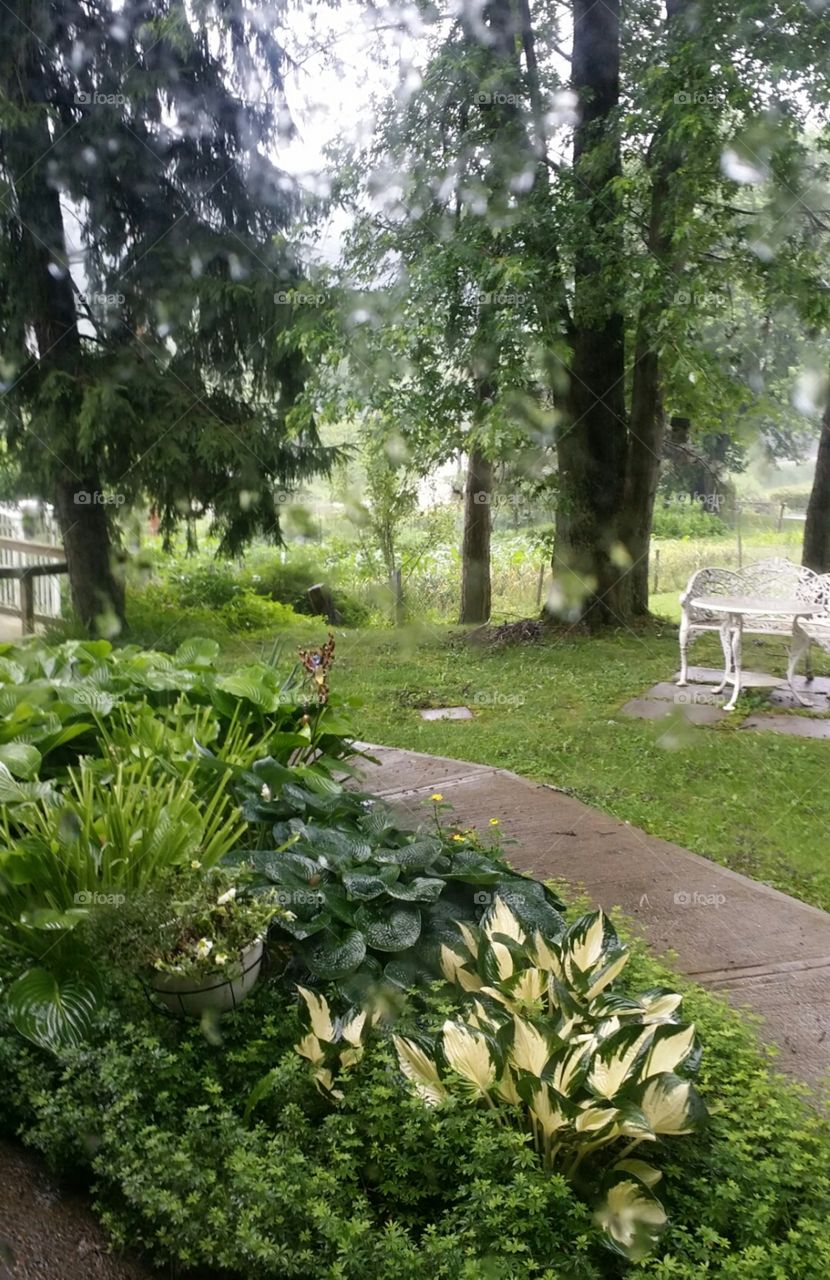 Morning Hours Hostas. Ohio Valley garden