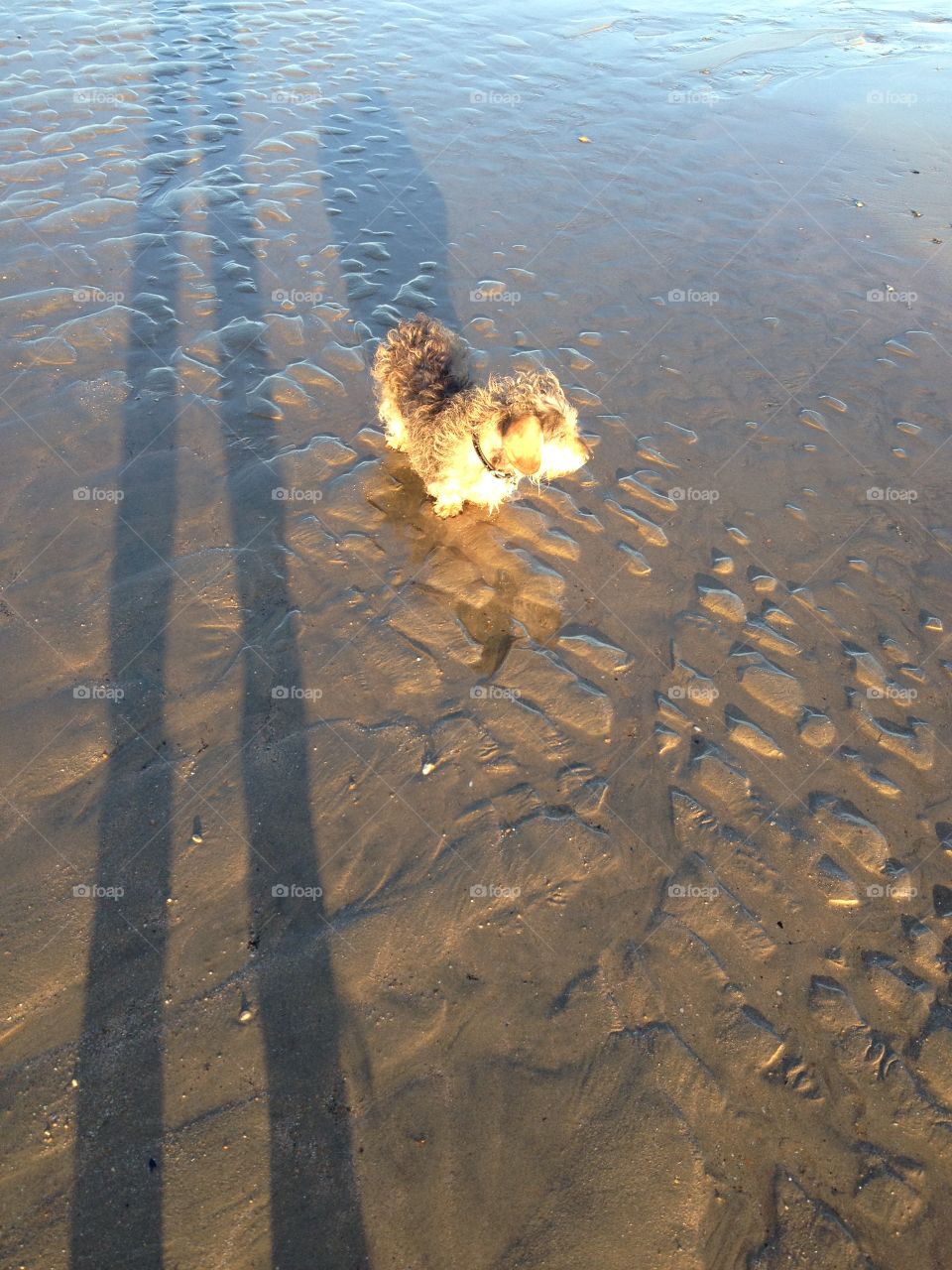 Rocky walking across a sandy beachy