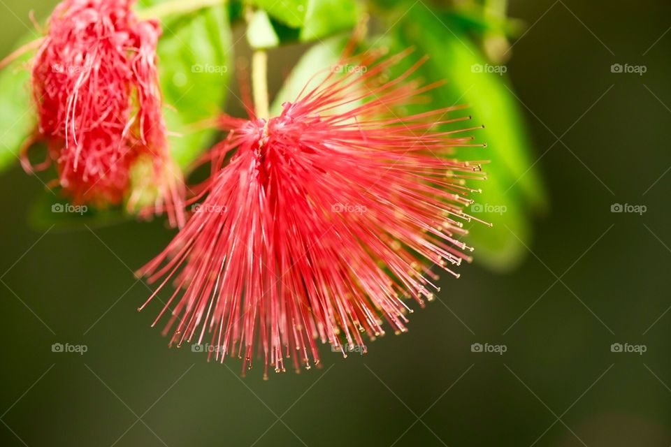 Bright Pink Spiked Flower Blossom, Caribbean Island Photography, Closeup Macro Photograph 