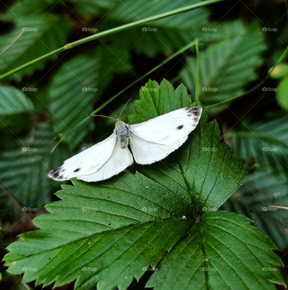 White butterfly on a strawberry leaf