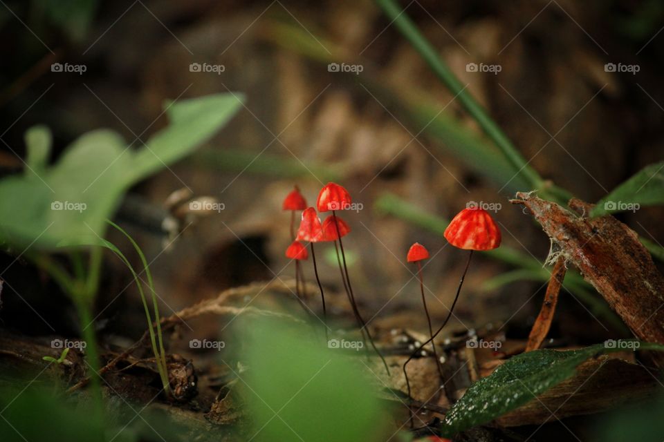 Little red mushrooms