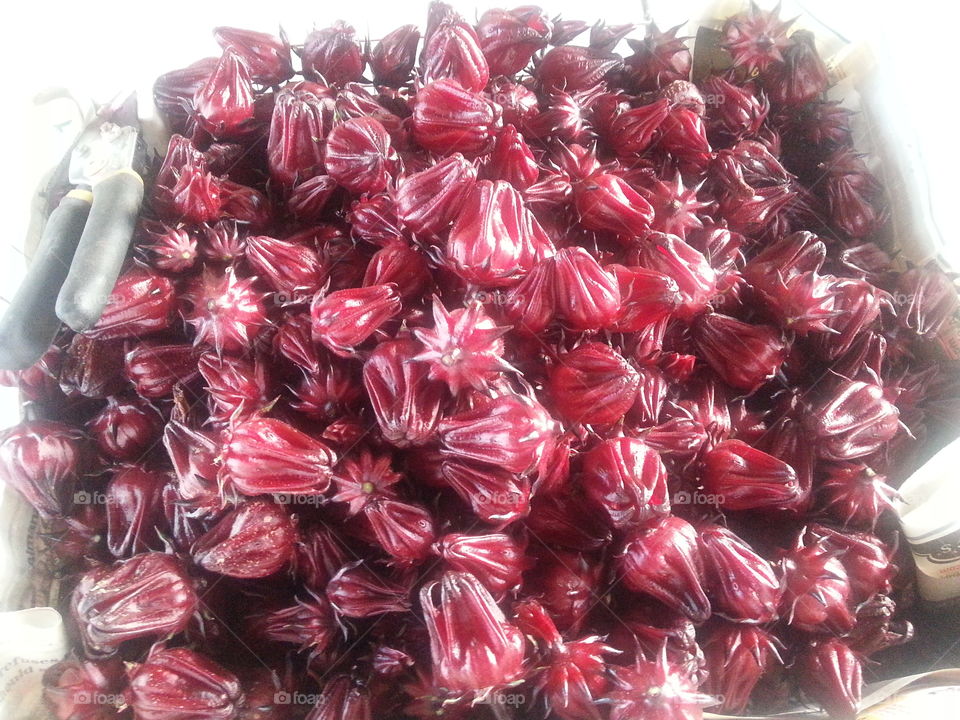 Harvesting Hibiscus Flowers For Tea.