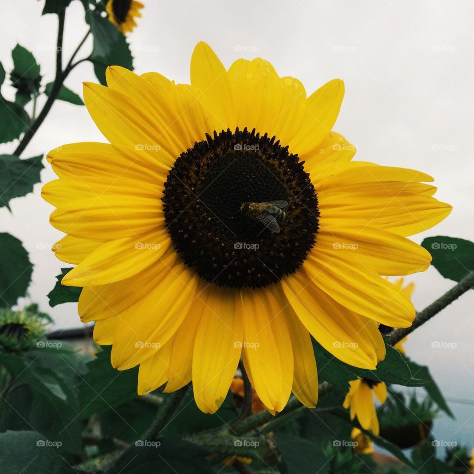 Sunflower