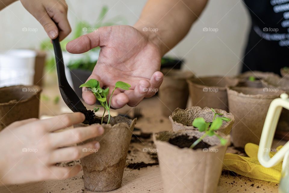 Home gardening, hands in frame man and child growing plants in eco ponds 