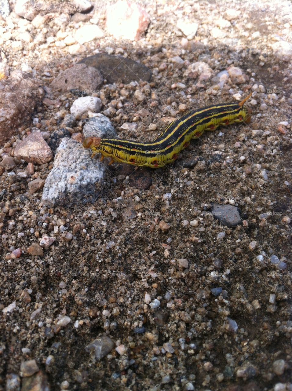 Caterpillar. Bugs