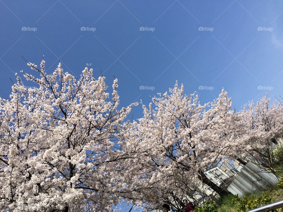 Cherry tree