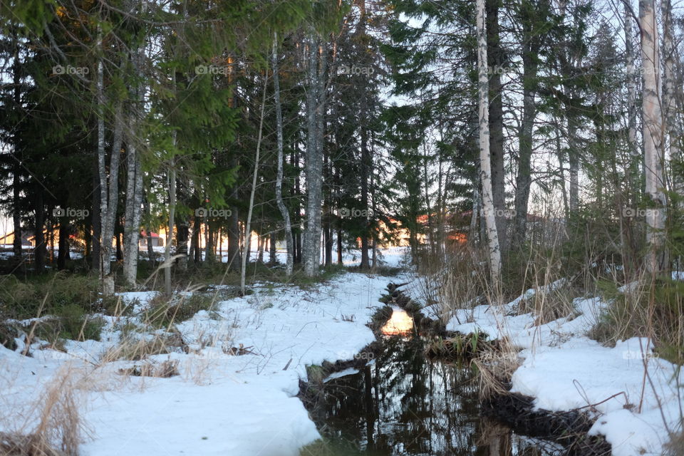 Tree, Wood, Winter, Snow, Landscape