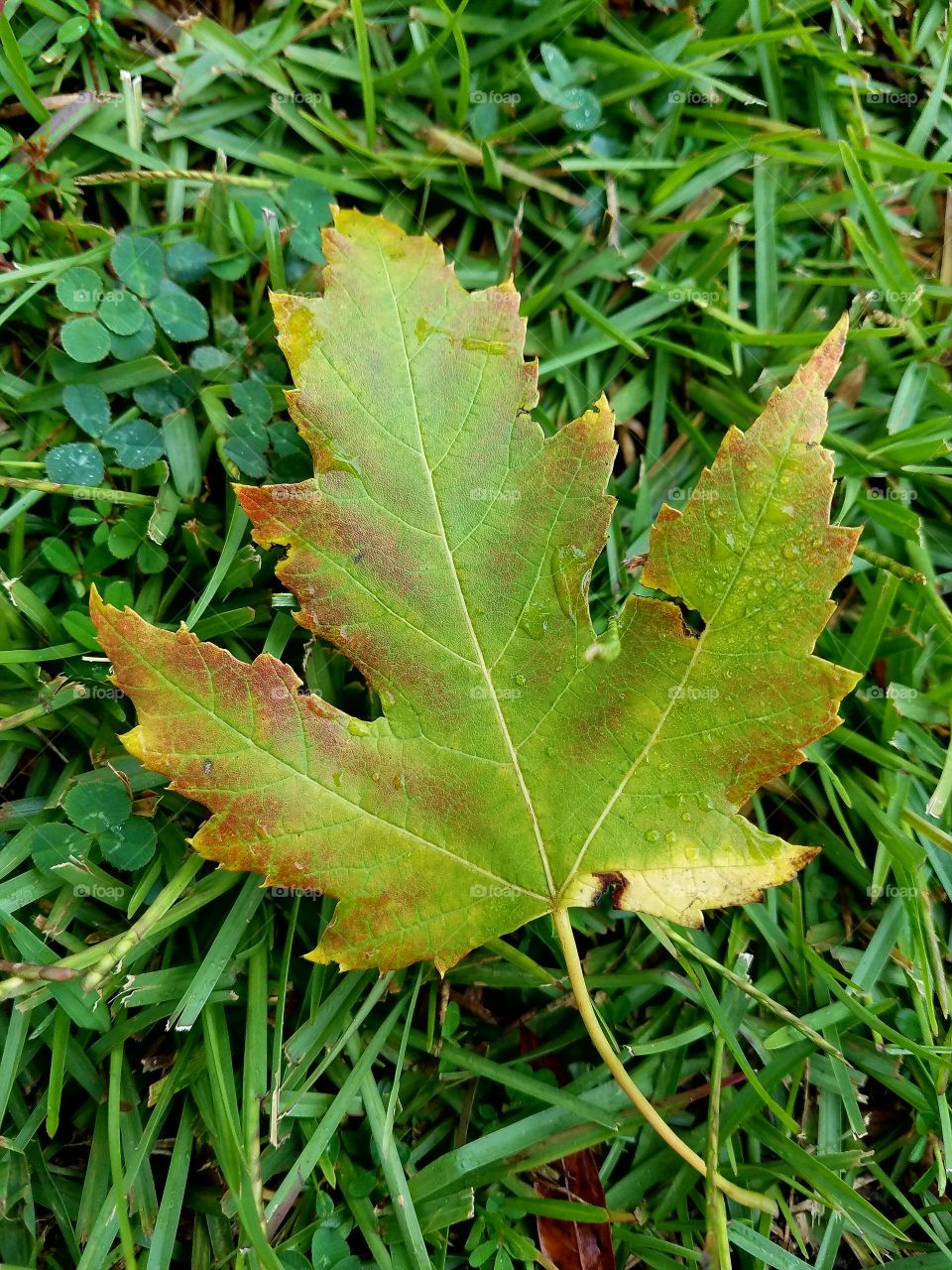 fall leaf