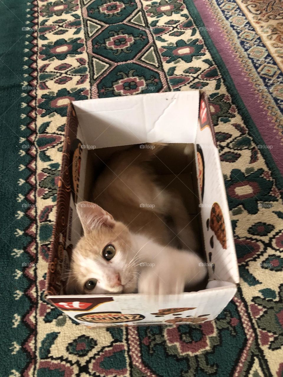 Beautiful cat in the box looking at camera 