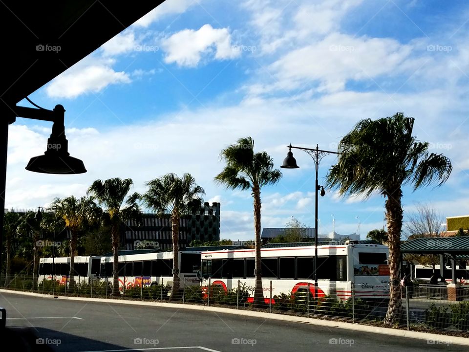 Disney Transportation buses lined up at Disney Springs