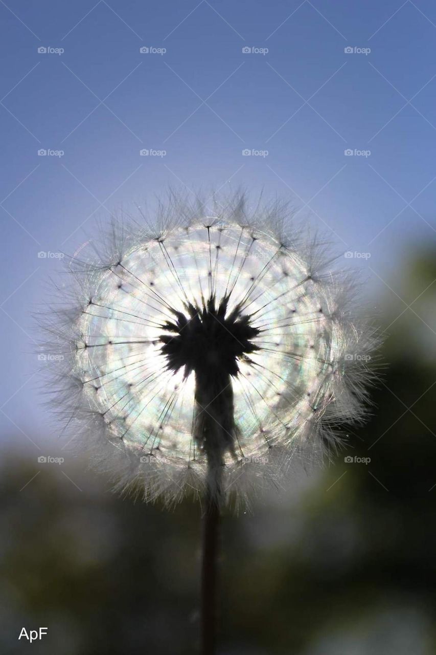 Dandelion 