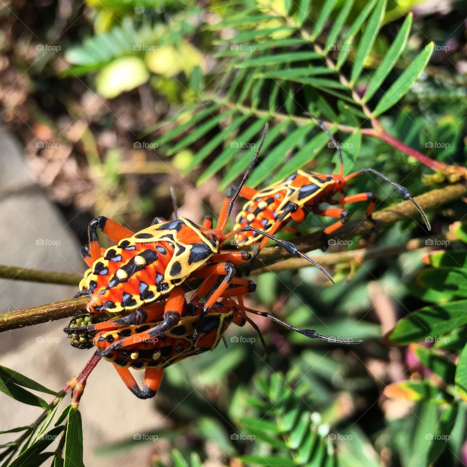 Orange, yellow, and black beetles.