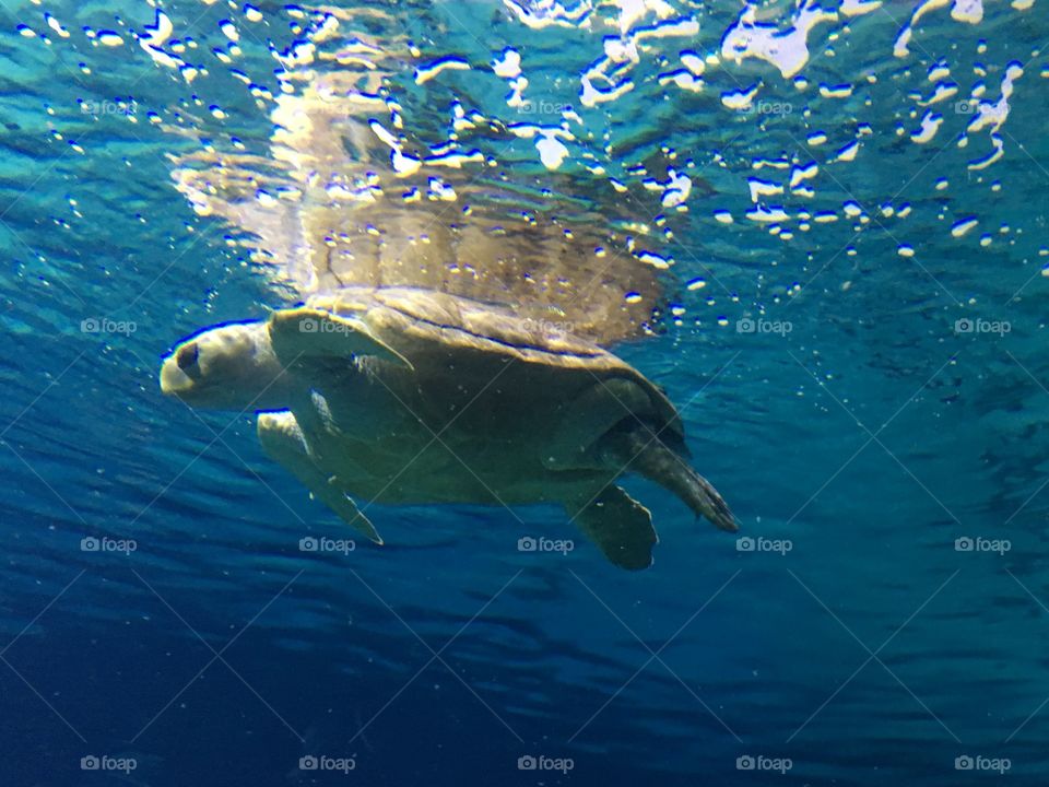 Sea Turtle