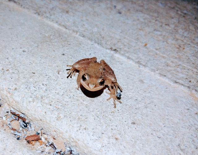 froggo