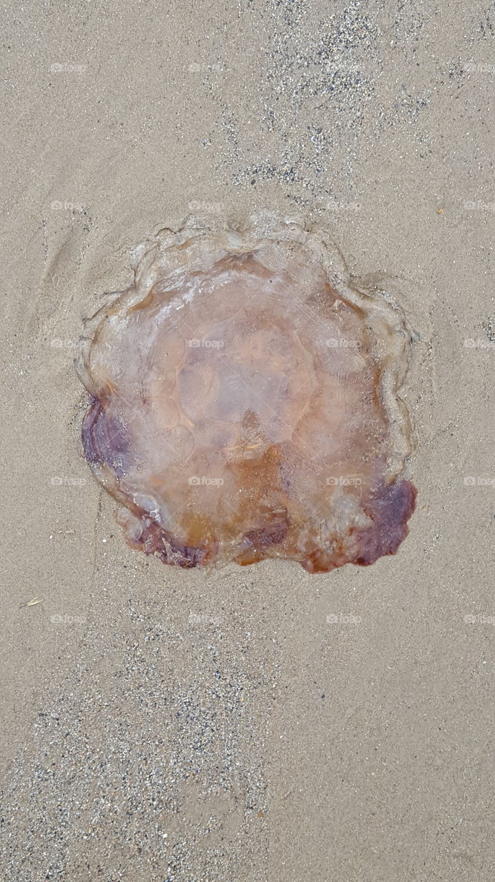 Sand, Beach, Seashore, Texture, Shell
