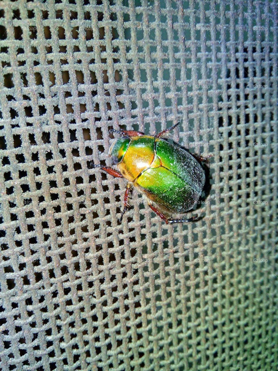 A Bug.