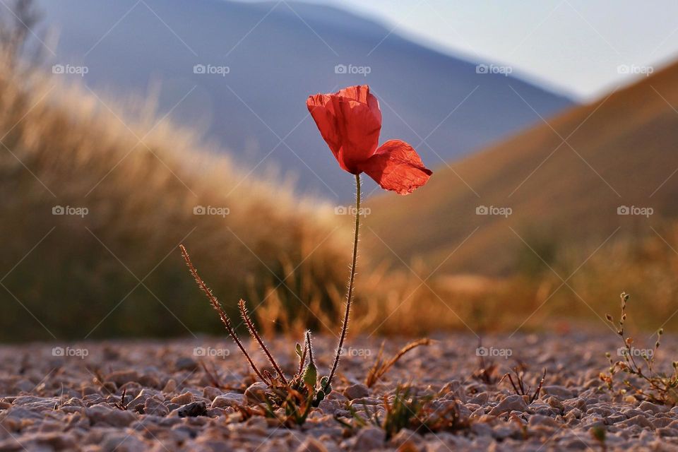 lonely red poppy on the road