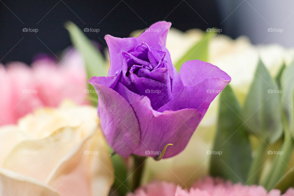 purple flower