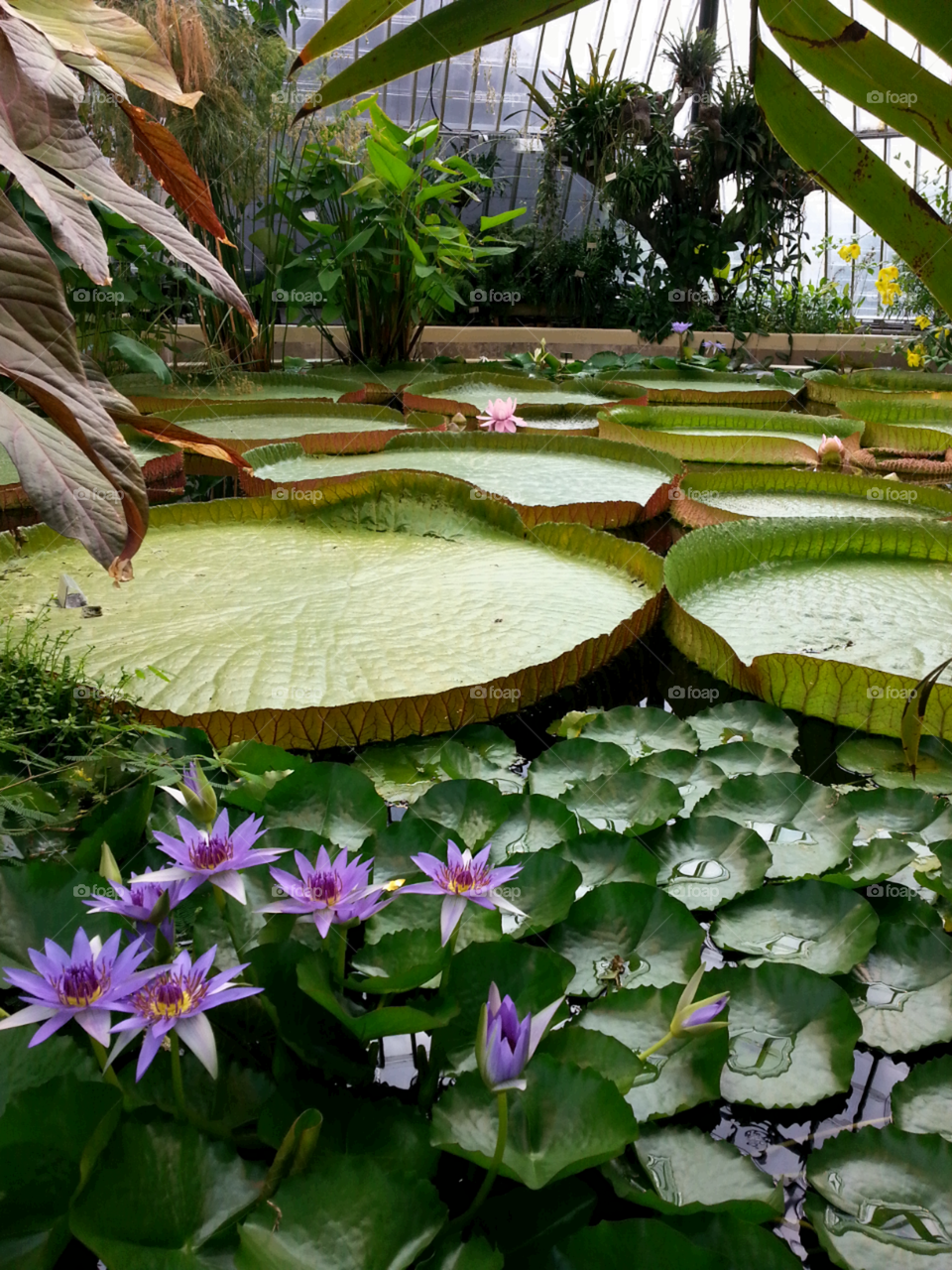 botanical pond