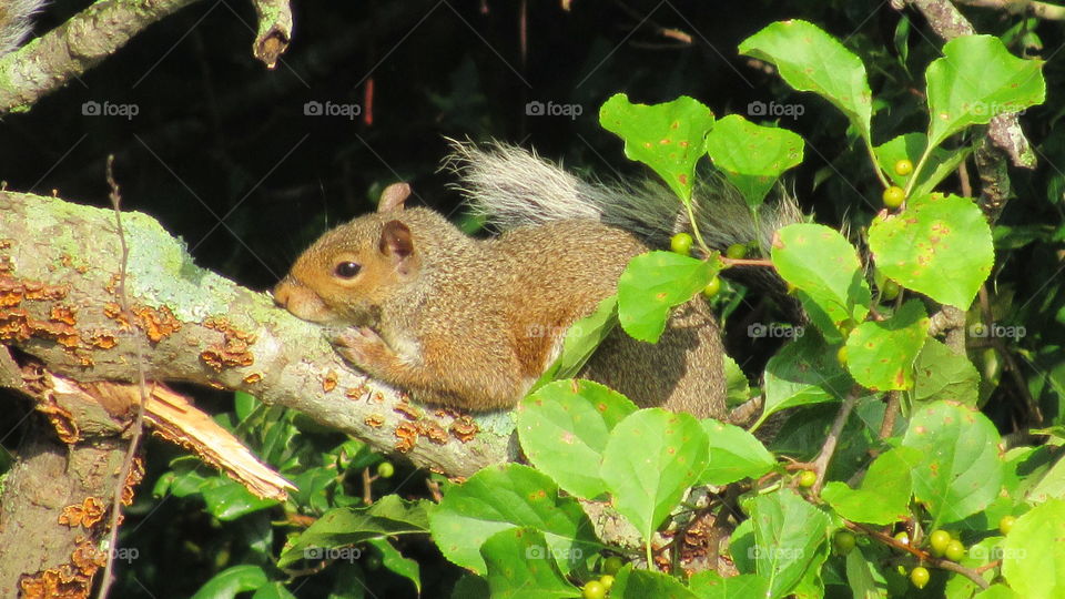squirrel in a tree
