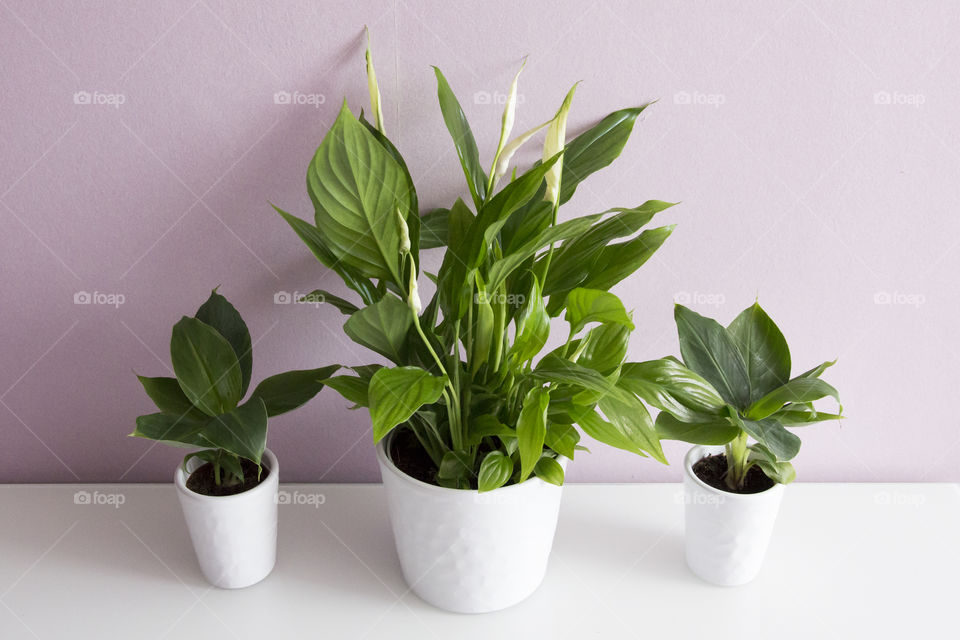 Green house plants on white bench - gröna krukväxter på vit bänk 