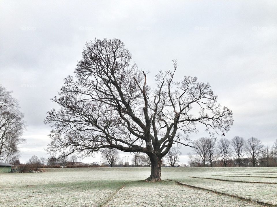 winter tree