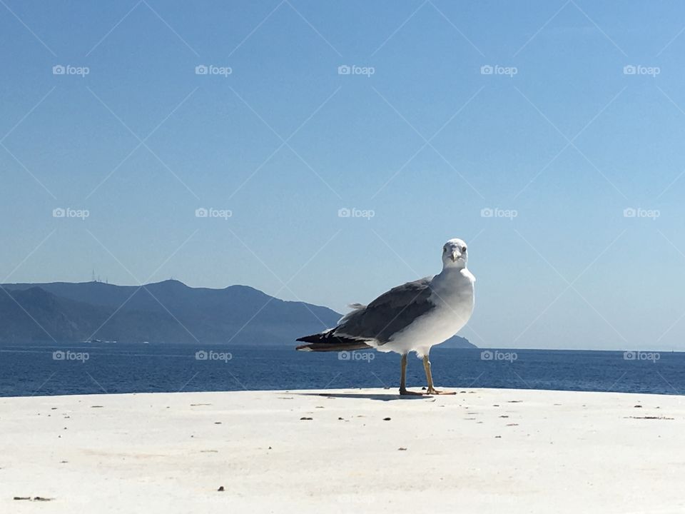 Seagull 1