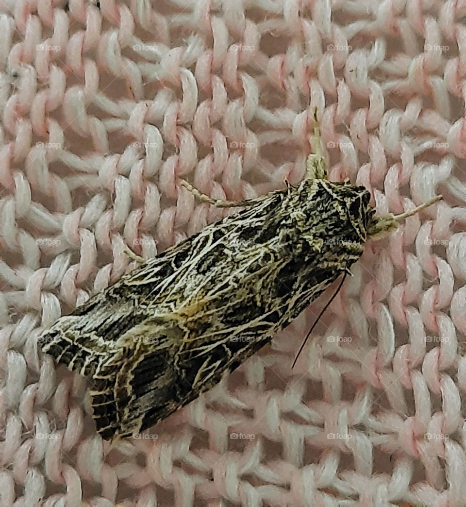 Spodoptera litura, otherwise known as the tobacco cutworm or Egyptian cotton leafworm, is a nocturnal moth in the family Noctuidae. S. litura is a serious polyphagous pest in Asia, Oceania, and the Indian subcontinent.