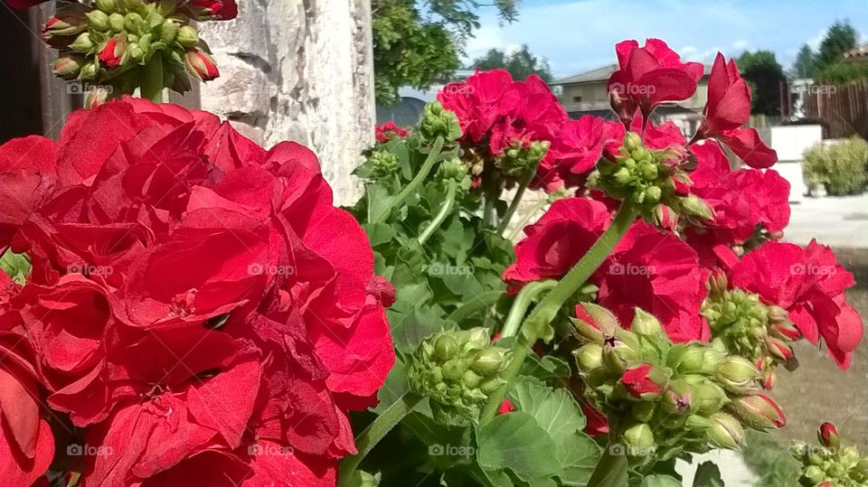 geraniums