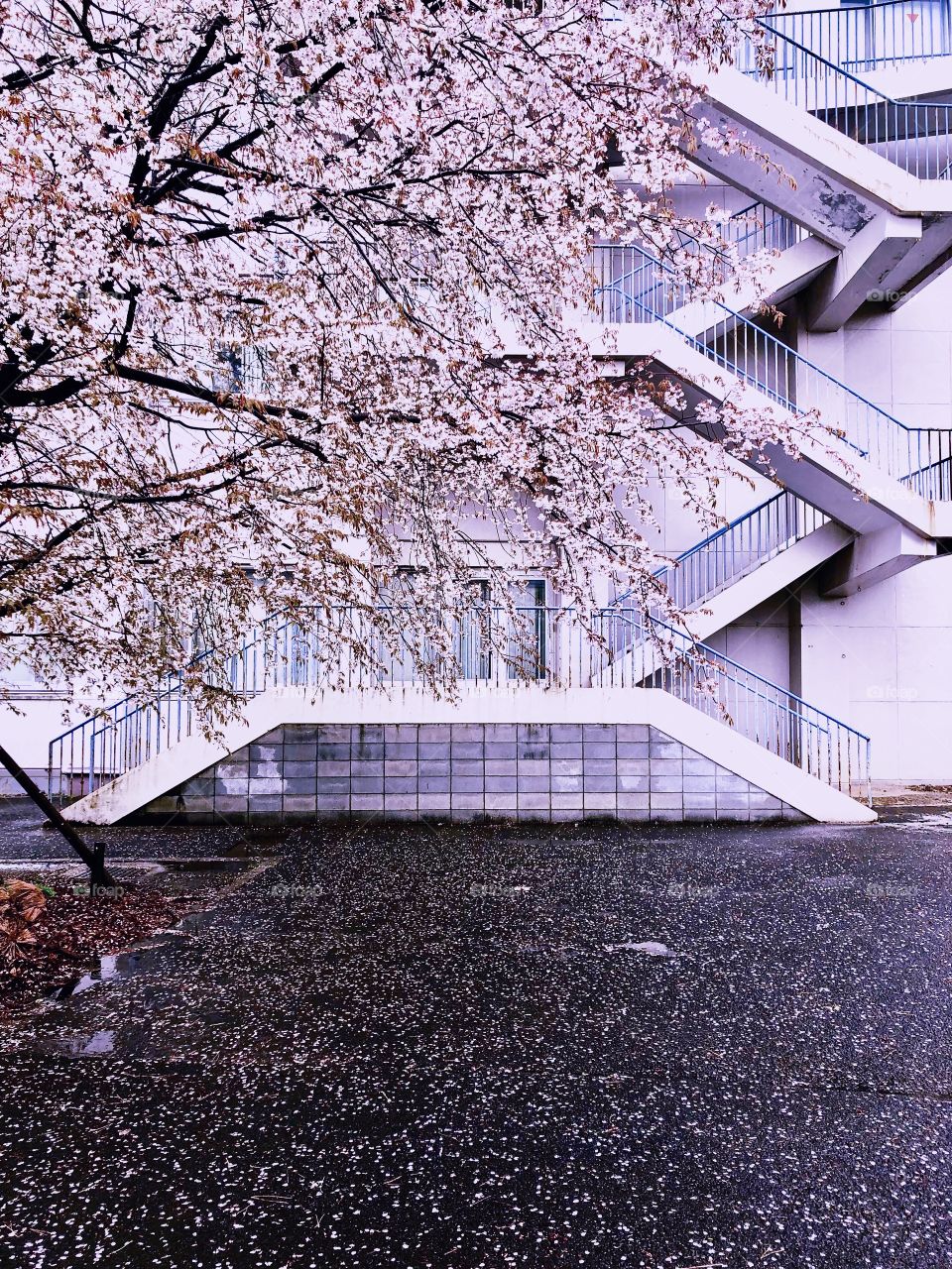 Falling Sakura Blossoms in front of a building