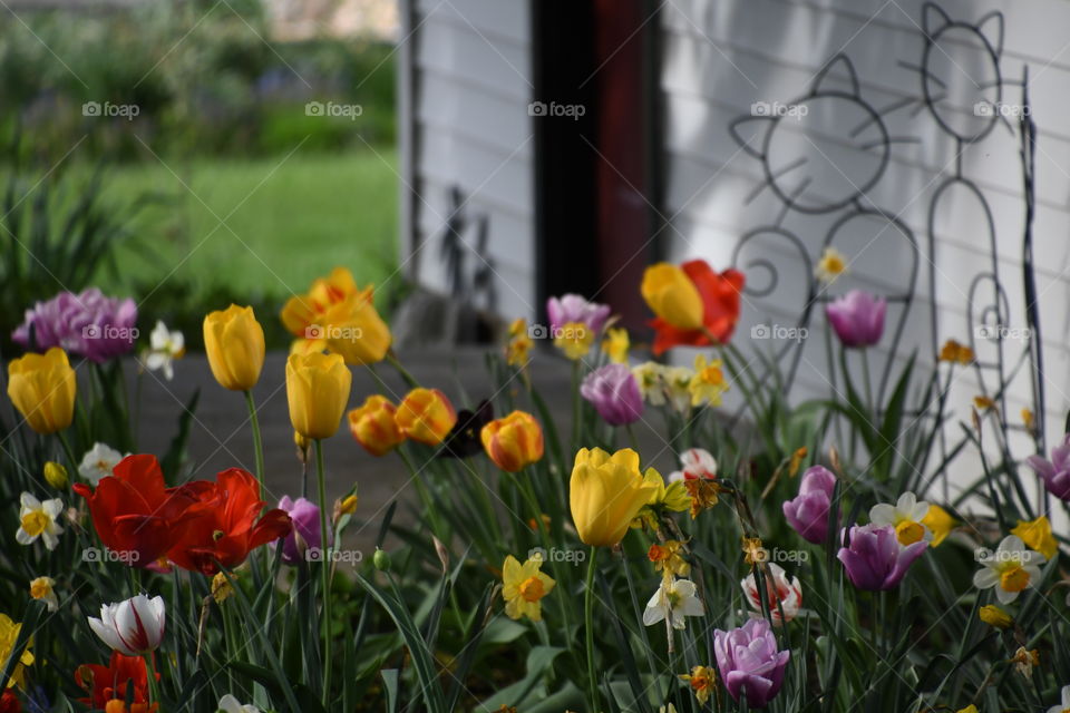 multicolored tulip garden with wrought iron cats