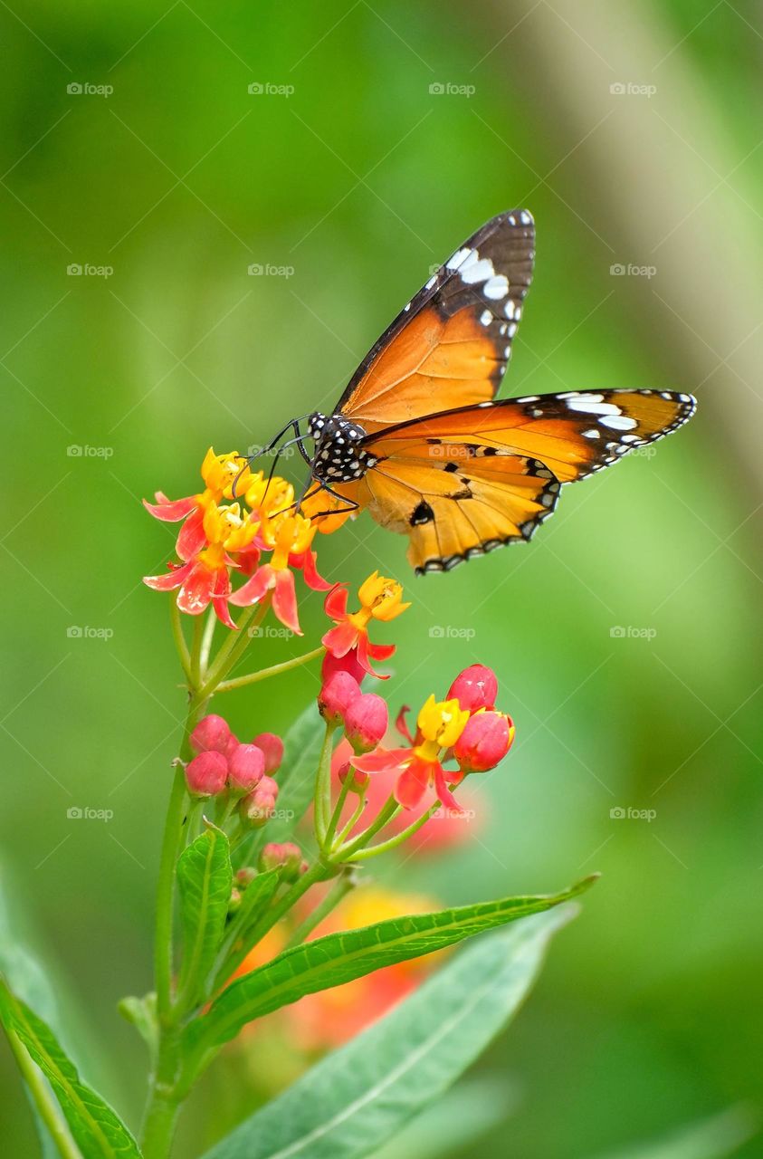 butterfly in the flower