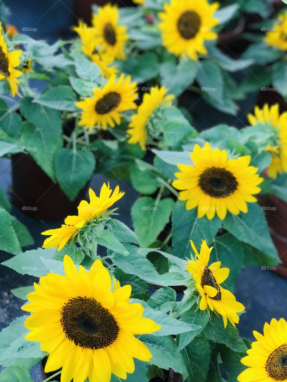 Sunflower plants 